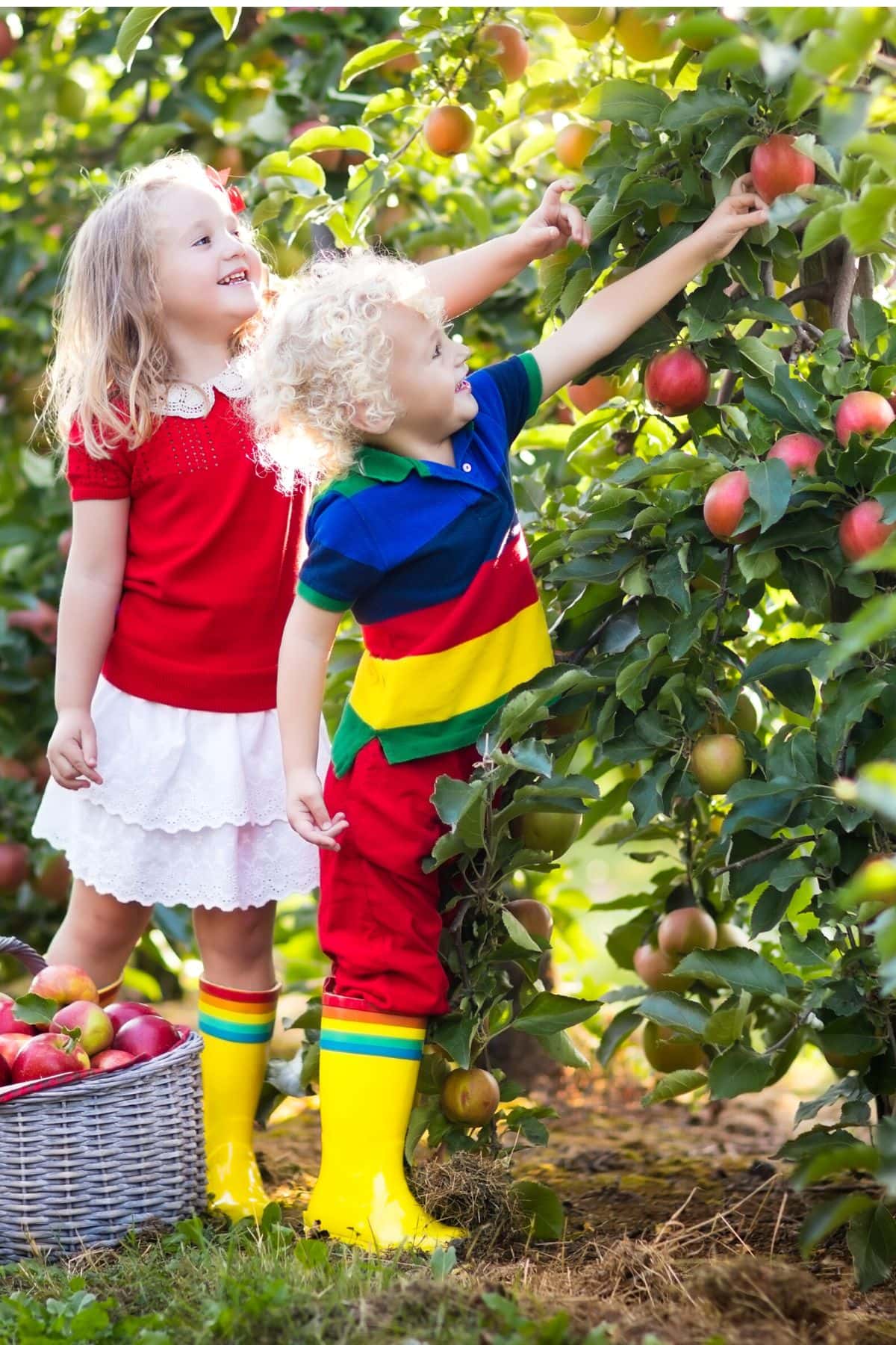 kids picking apples