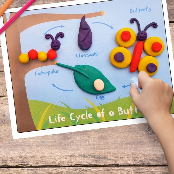 printable lifecycle of a butterfly mat