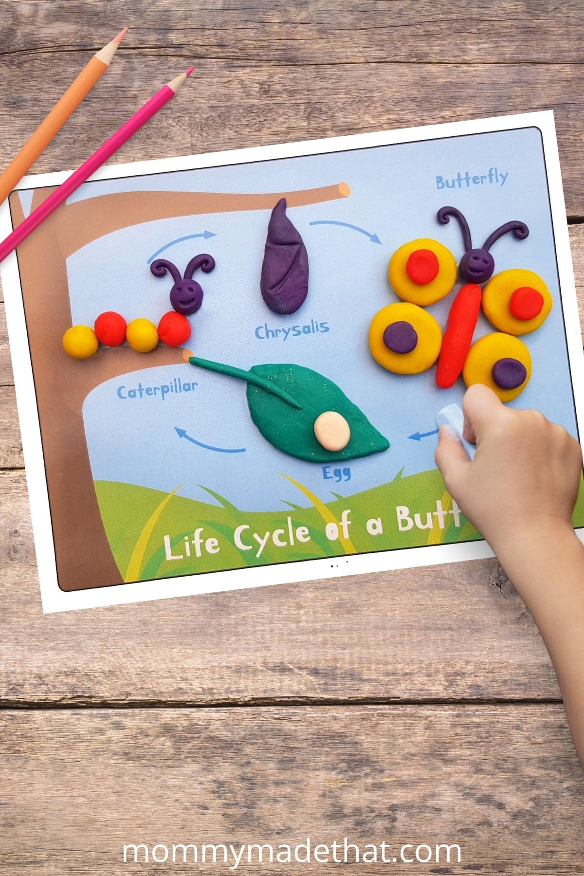 printable lifecycle of a butterfly mat