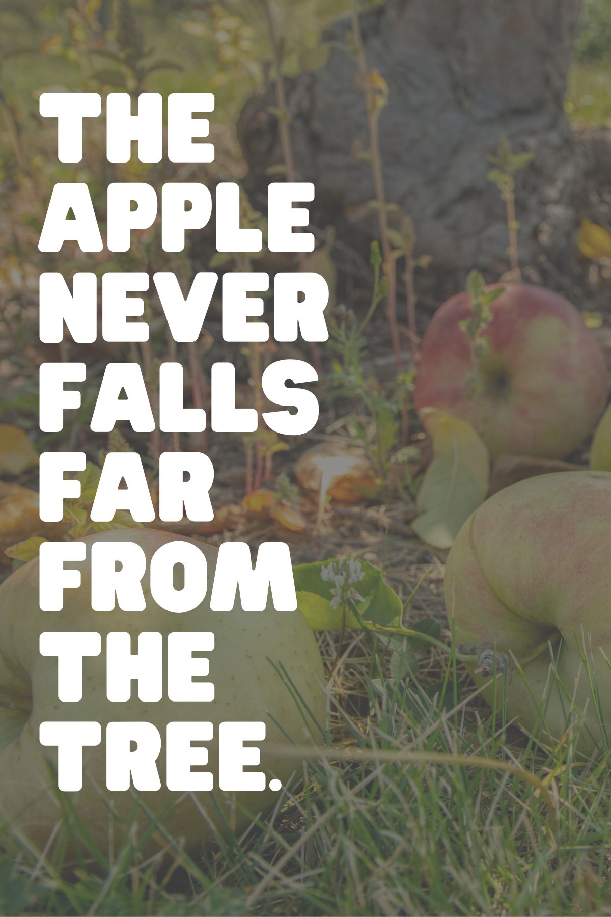 apple saying "The apple never falls far from the tree"