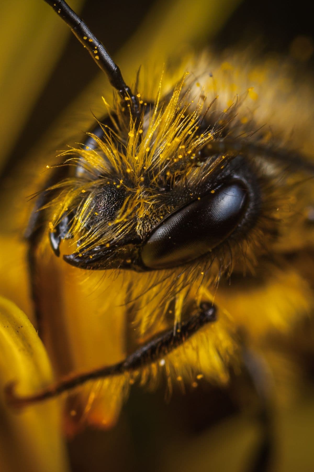 Buzz-worthy Bee Puns, Jokes and Funny Bee Sayings