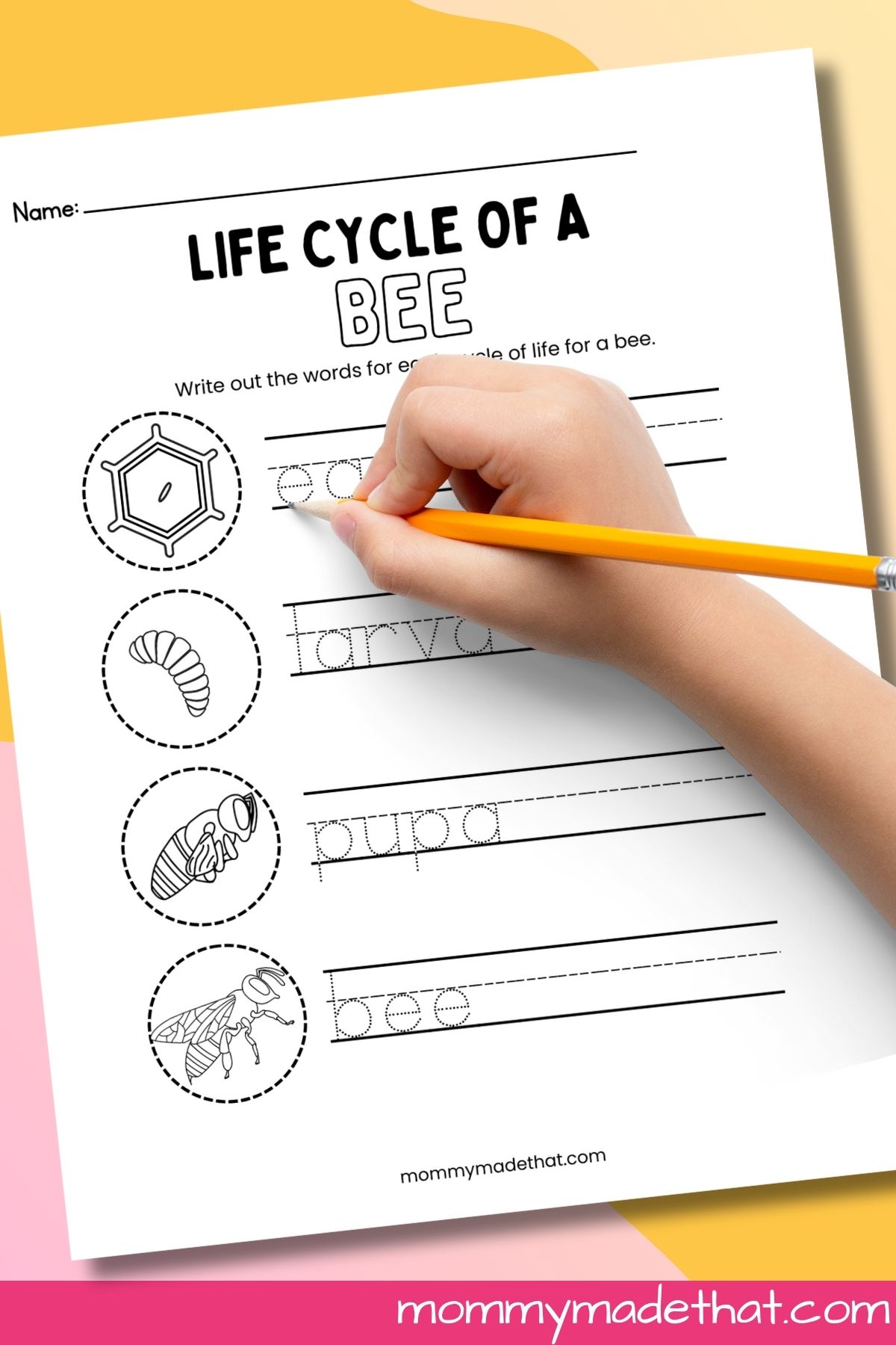 Life cycle of a bee worksheets.