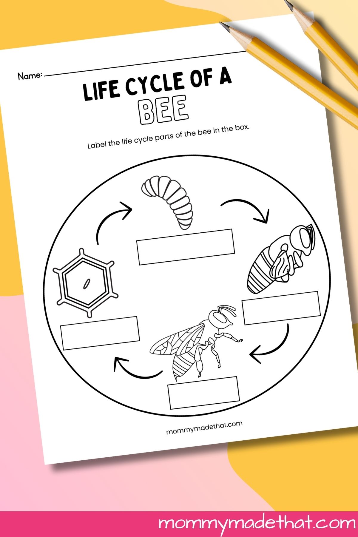 Life cycle of a bee worksheets.