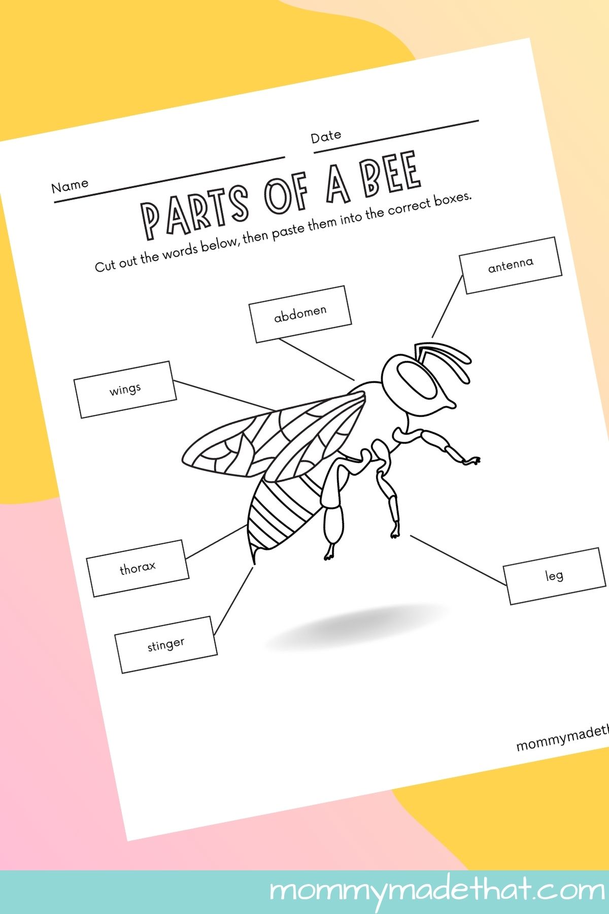 Parts of a bee worksheets.