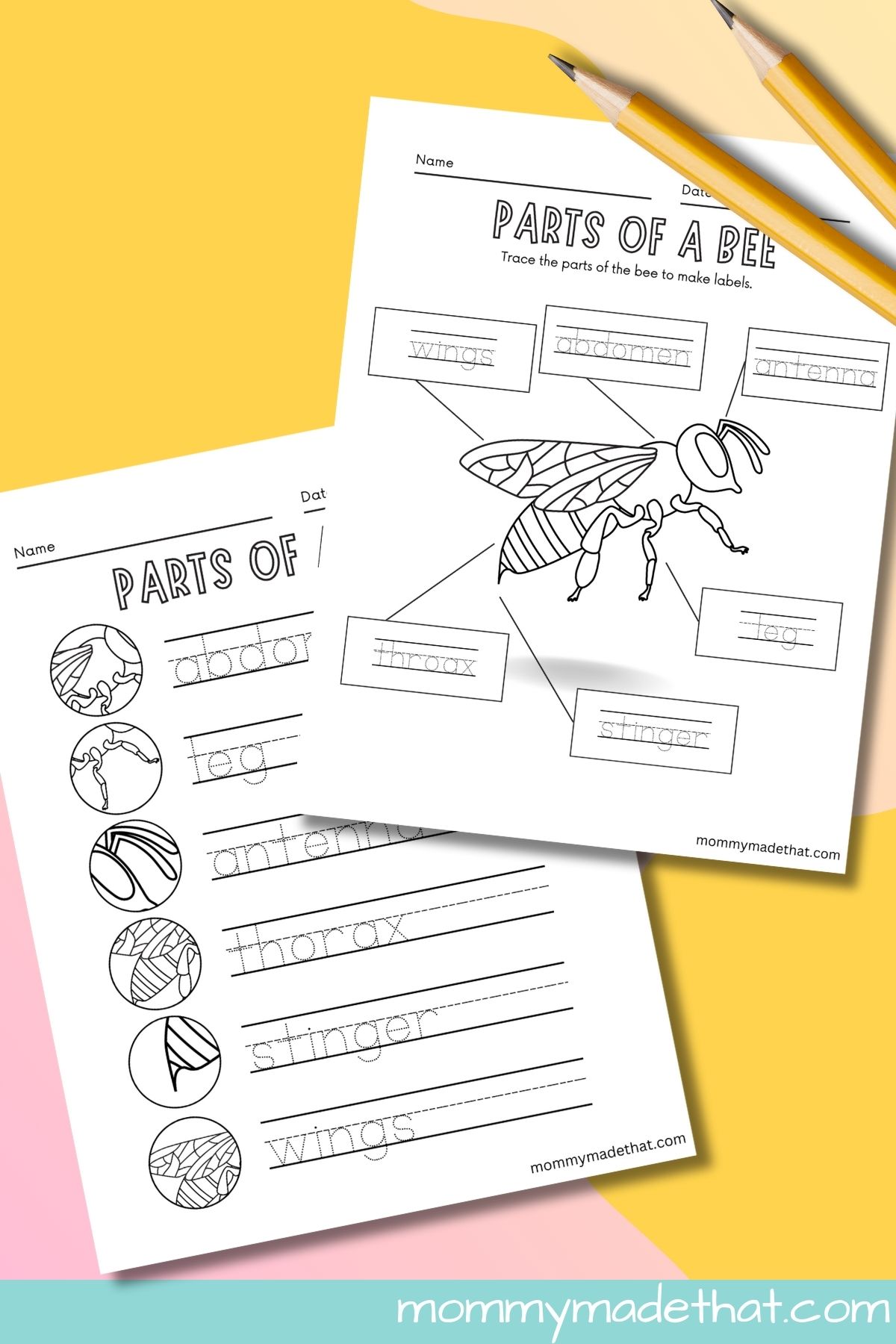 Parts of a bee worksheets.