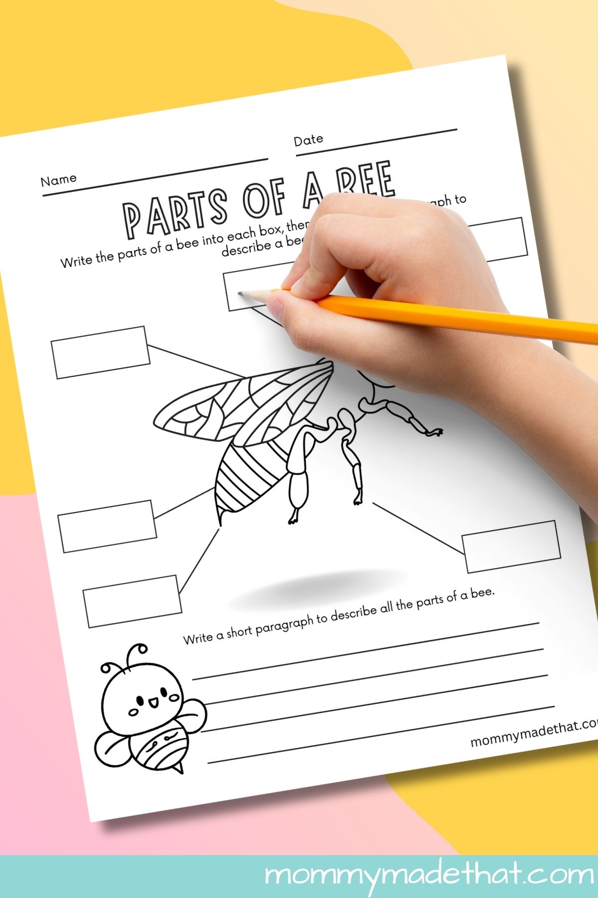 Parts of a bee worksheets.