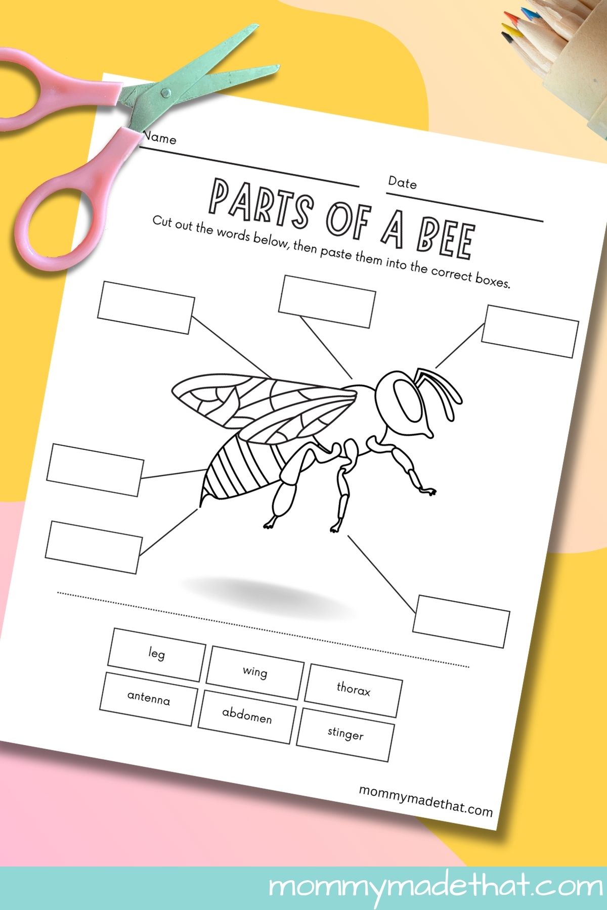 Parts of a bee worksheets.