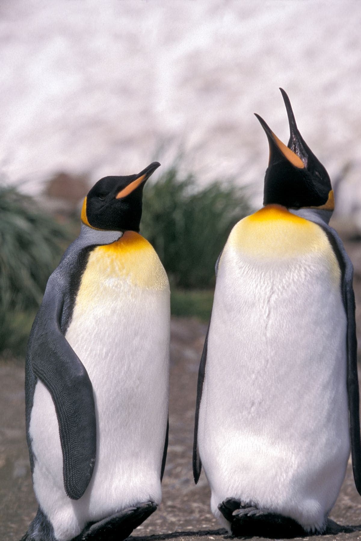 Penguins laughing at jokes.