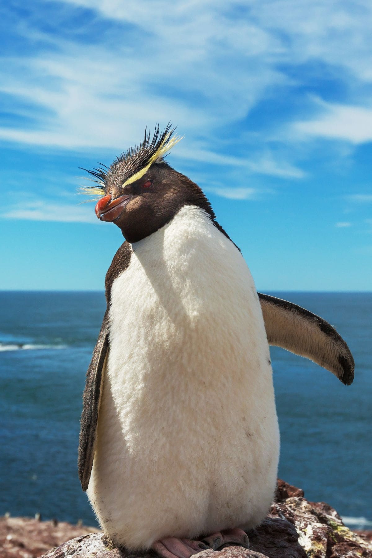 The Best Penguin Quotes & Sayings