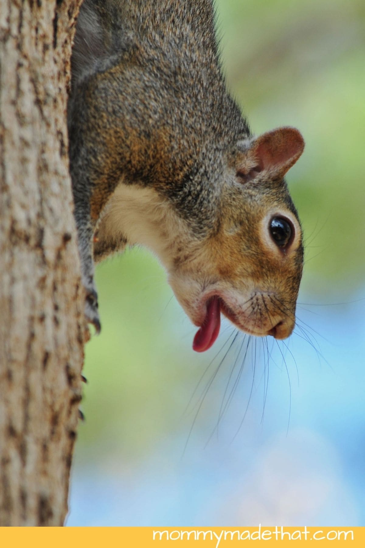 Squirrel jokes.